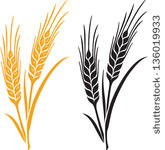 Ears Of Wheat Barley Or Rye Vector Visual Graphic Icons Ideal For
