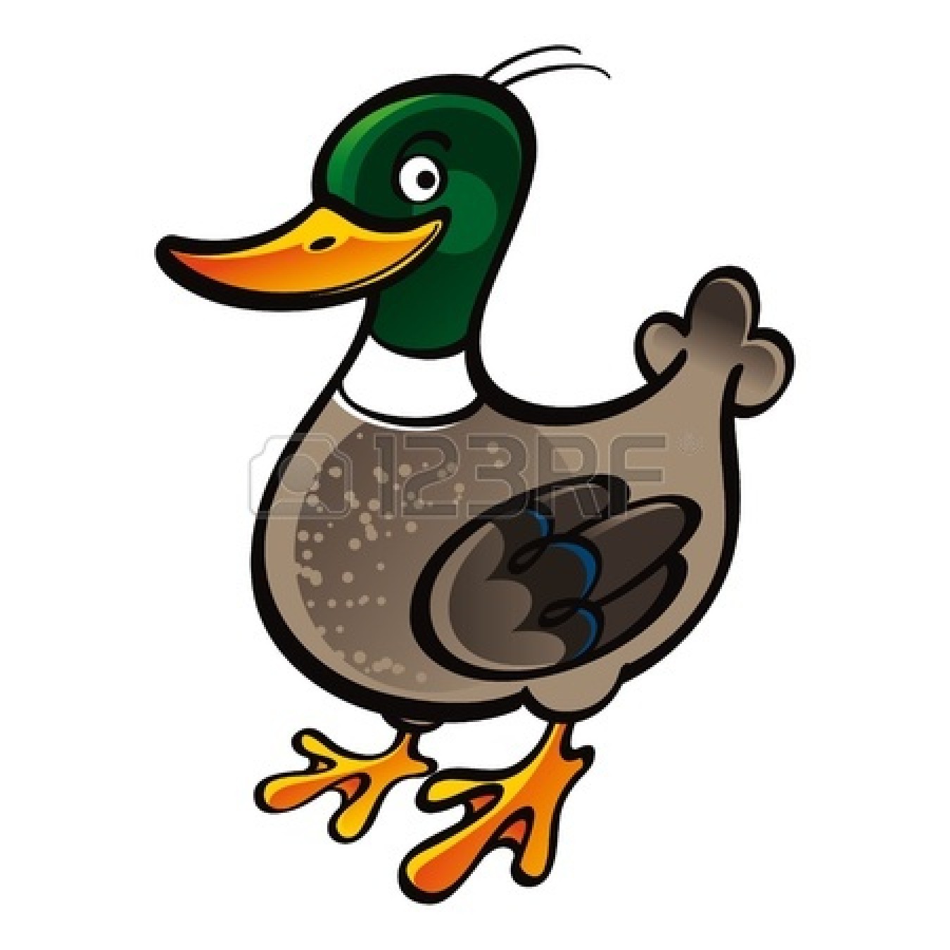 Mallard Duck   Mallard Duck