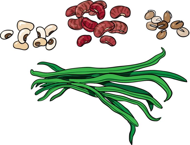 View Beans Jpg Clipart   Free Nutrition And Healthy Food Clipart