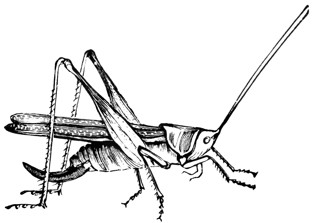 Clipart Cricket Insect Image Search Results