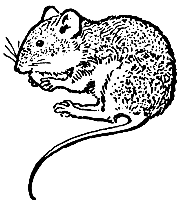 Clipart For Free  Mouse Clipart