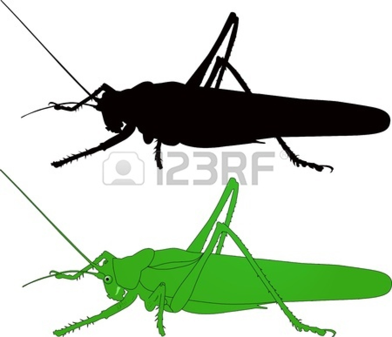 Cricket Insect Clipart