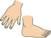 Hand And Foot Body Parts   Royalty Free Clip Art