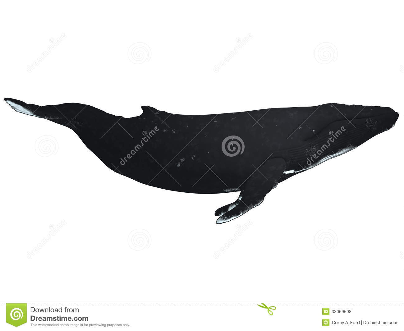 Humpback Whale Clip Art Humpback Whale Profile Air Breathing Marine