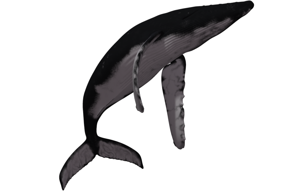 Humpback Whale Vector Humpback Whale 07 By Wolverine041269 D624gzh Png