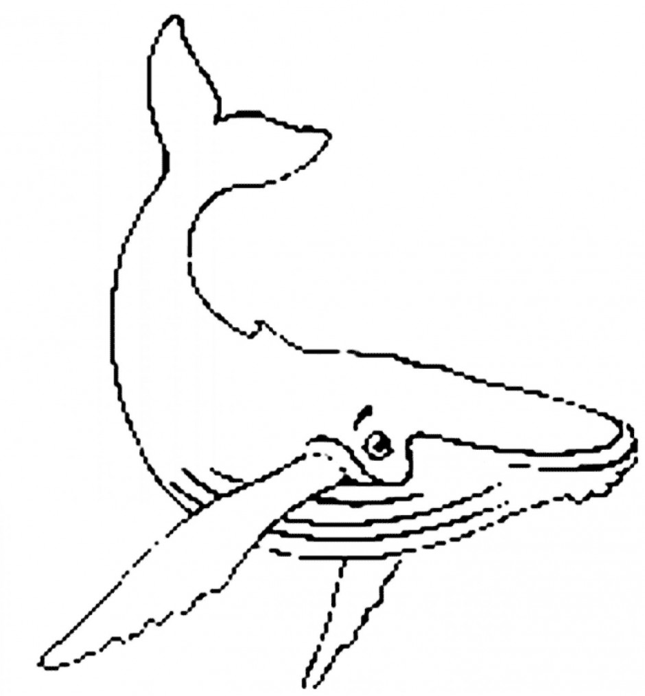 Humpback Whale Vector Humpback Whale Coloring Page Coloring Pages For
