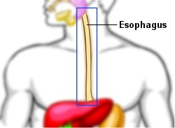 Traveling Through The Esophagus Pipe