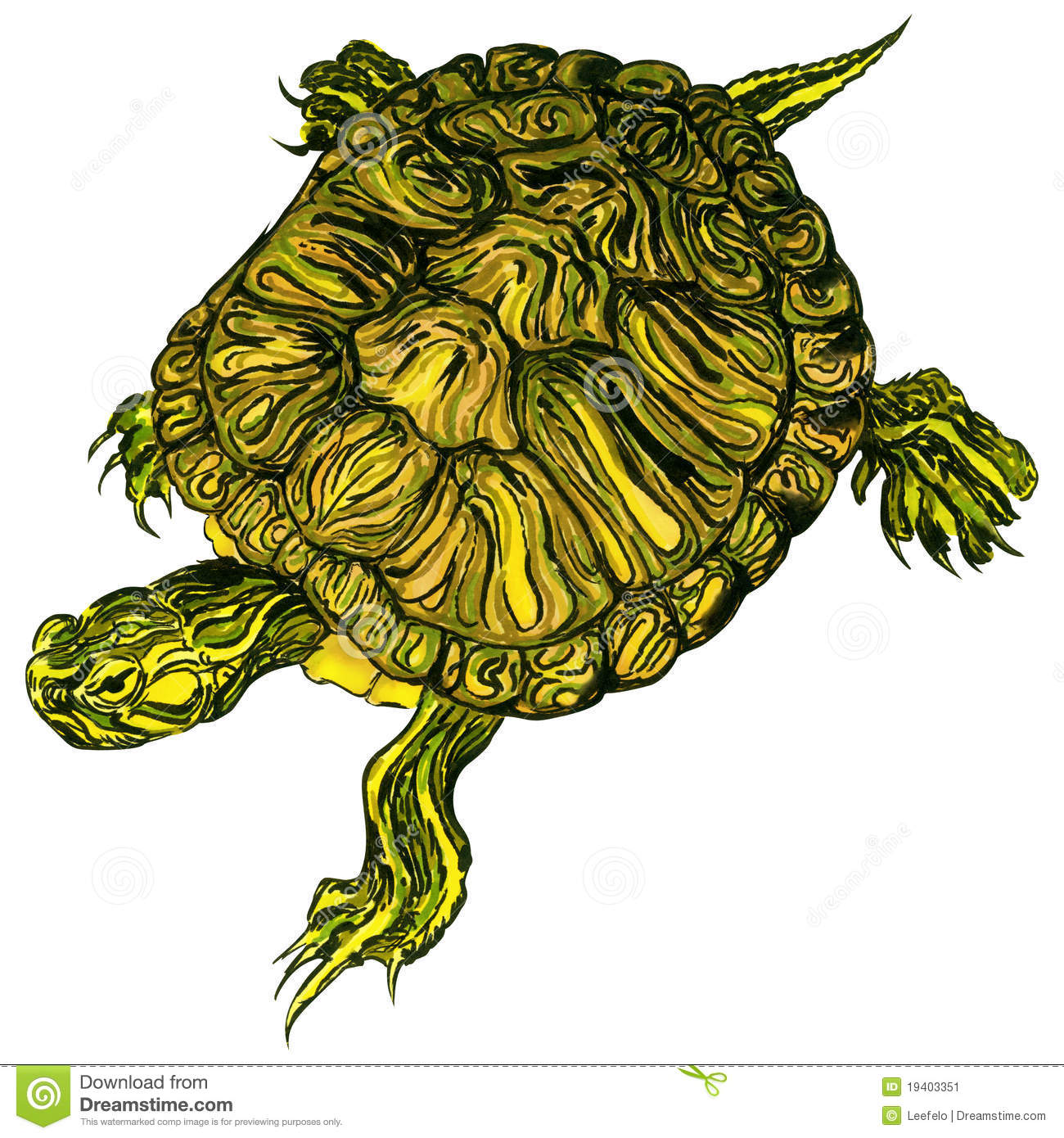 Hand Drawn Pet Trachemys Scripta Scripta Turtle Stock Image   Image