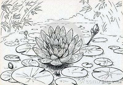 Pond Pencil Drawing Lily Flower Swamped Pond Buds