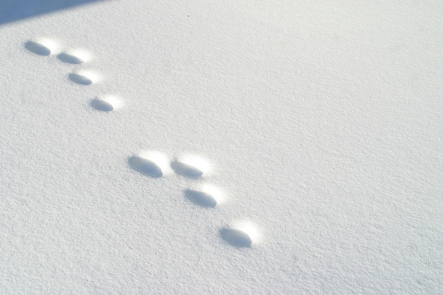 Rabbit Footprints In Snow