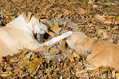 And Labrador Mix Dogs Playing With Stuffed Toy In Pile Of Fall Leaves