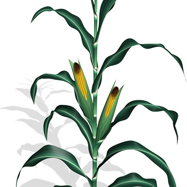 Animated Corn Max Corn Plant