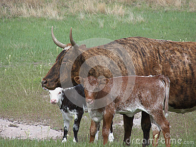Brindle Cow With Two Colorful Calves Out In The Pasture