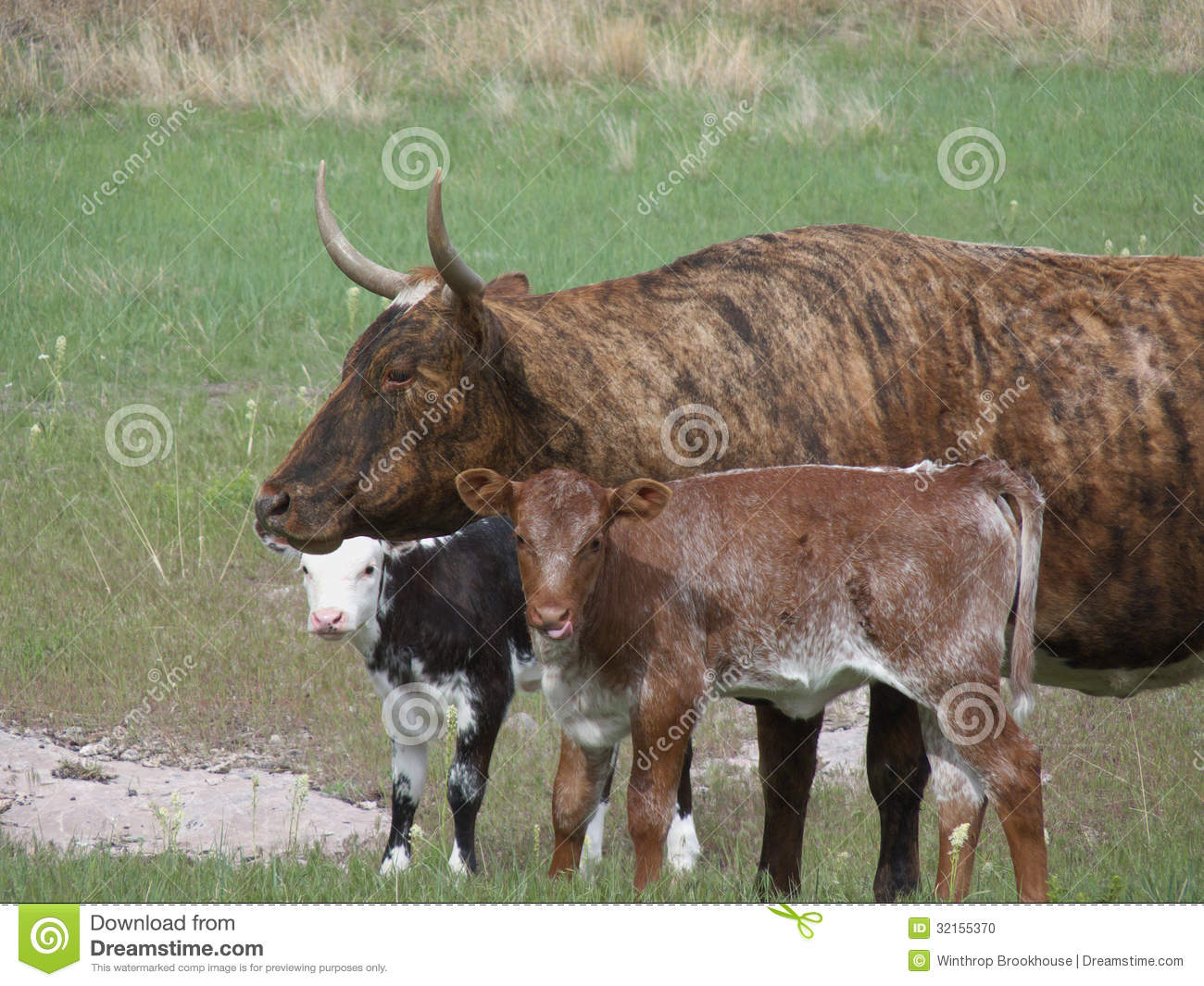 Brindle Cow With Two Colorful Calves Out In The Pasture