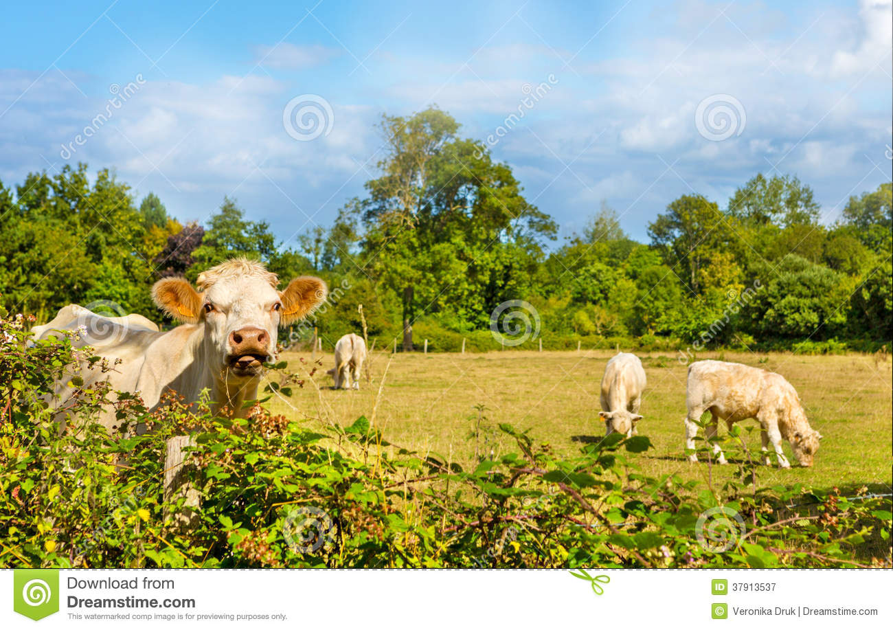 Charolais Beef Cattle Breed Cow With Calves In Pasture