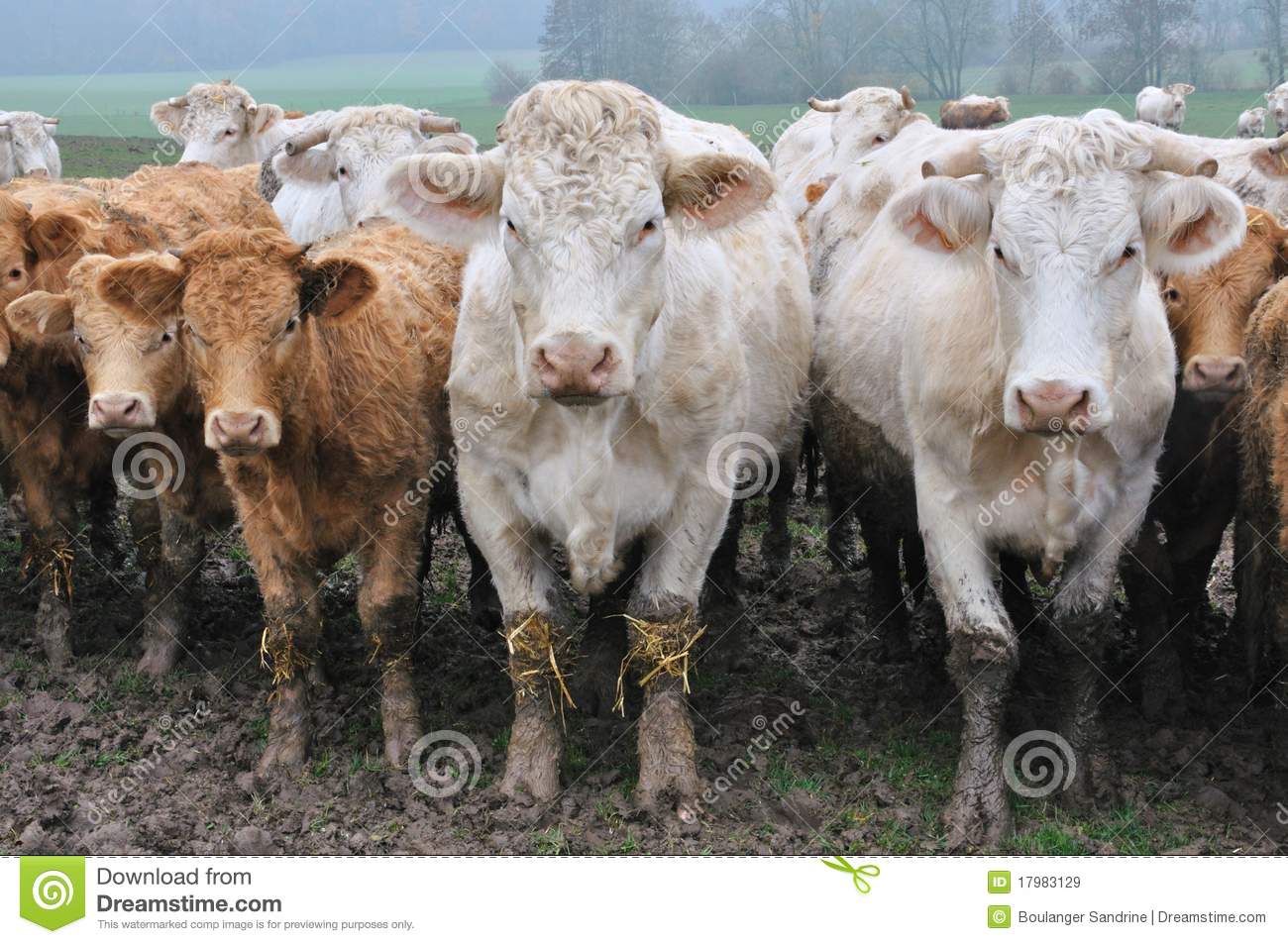 Charolais Cows With Their Calves Royalty Free Stock Images   Image