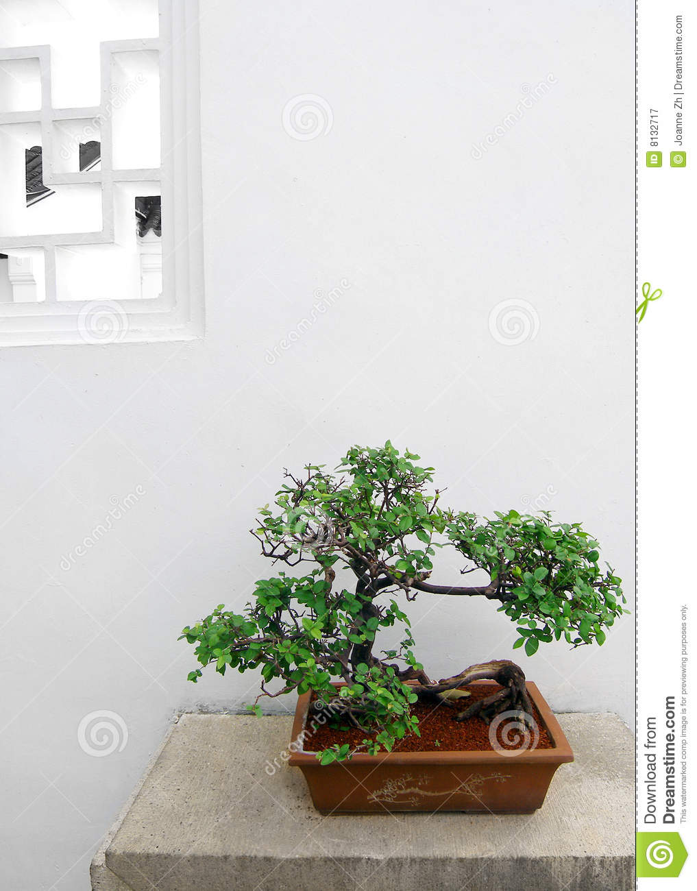Chinese Bonsai Tree Plant Potted Royalty Free Stock Photography