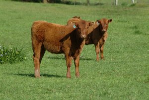 Clipart Image   Stock Photo Of Adorable Calves Standing In A Pasture