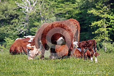 Cows And Calves Royalty Free Stock Photos   Image  32503138