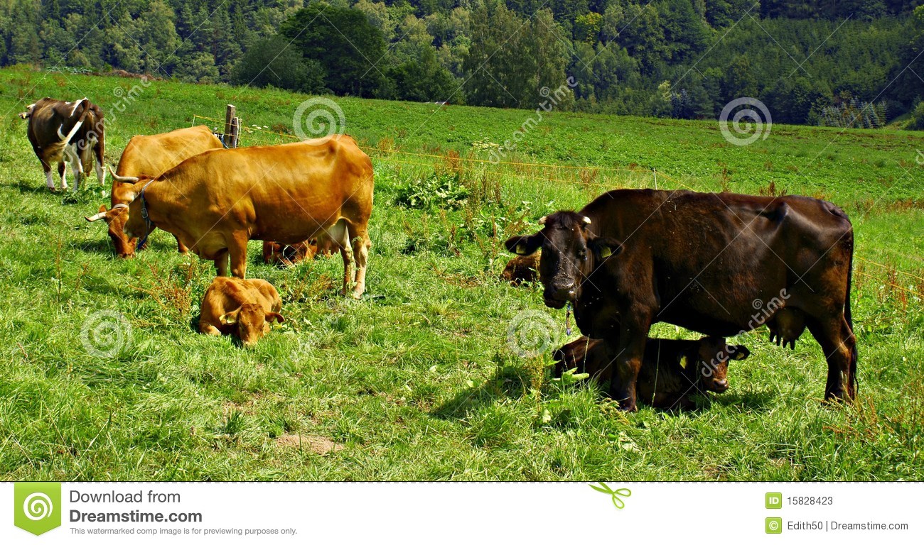Cows And Calves Stock Photos   Image  15828423