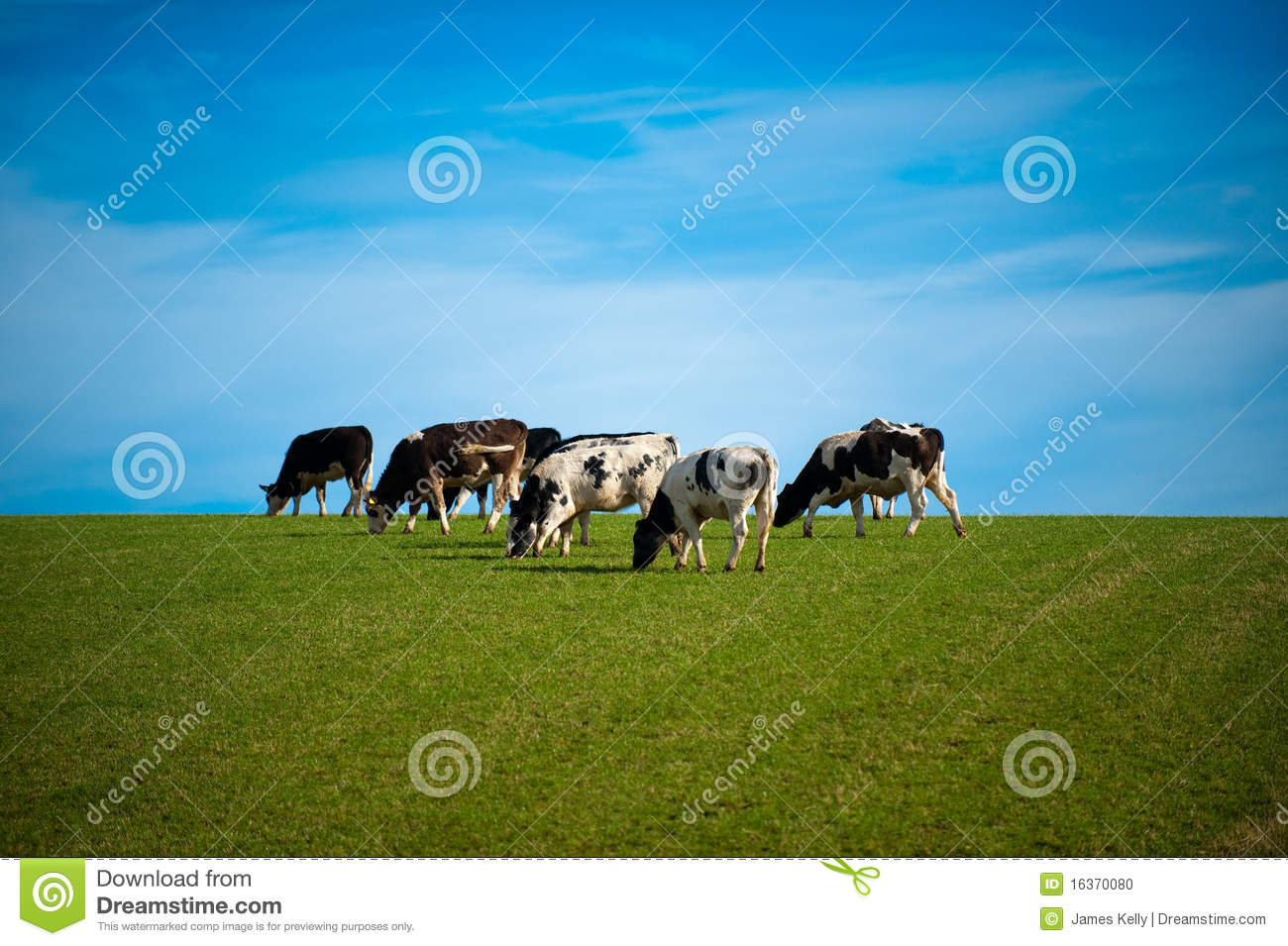 Cows In Green Pasture Stock Photo   Image  16370080