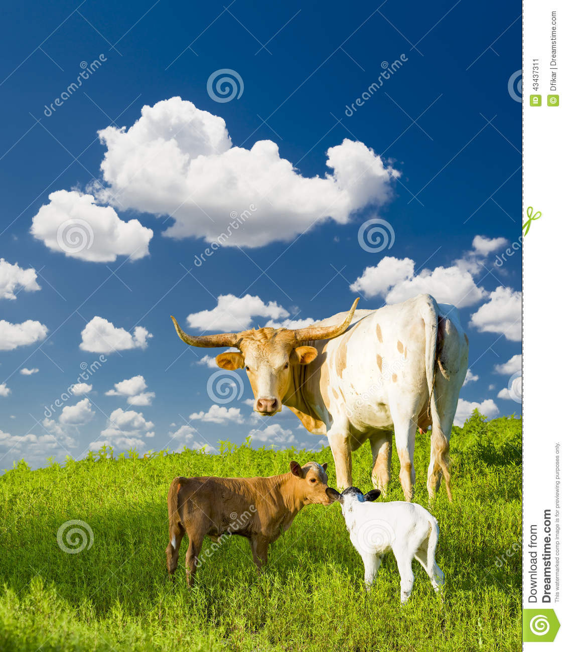 Female Longhorn Cow Grazing In A Texas Pasture With Her Baby Calves