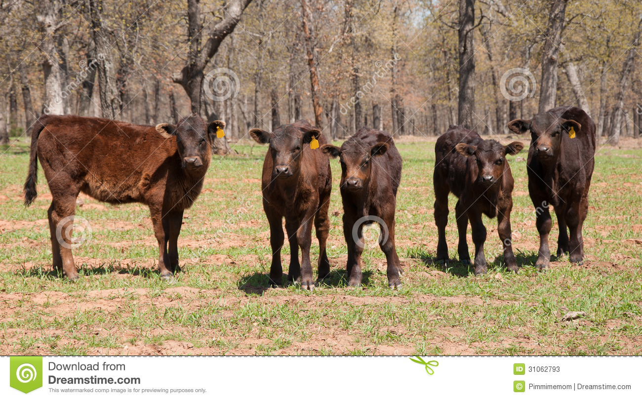 Group Of Adorable Calves In Spring Pasture Curiously Looking At The