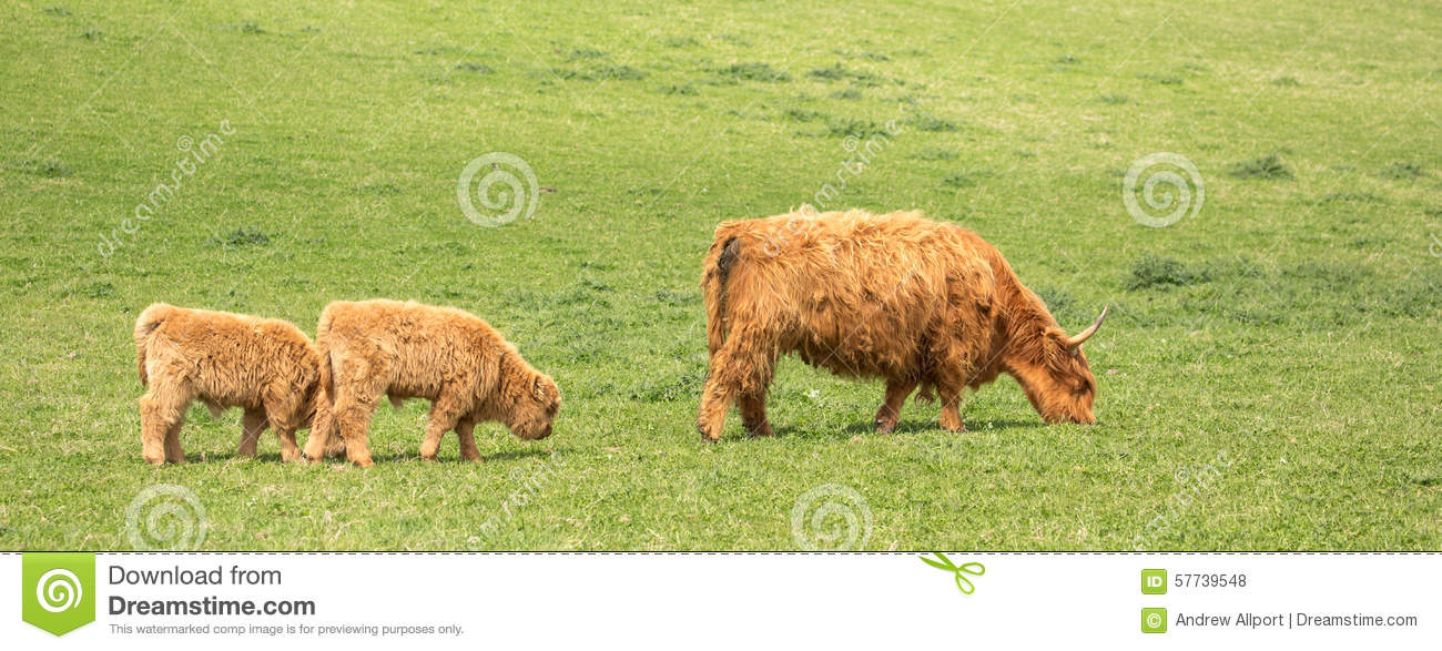 Highland Cattle Mother And Two Calves In A Grass Pasture Field Uk
