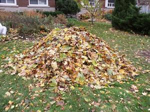 Home Images Photo Of Pile Of Leaves Photo Of Pile Of Leaves Facebook