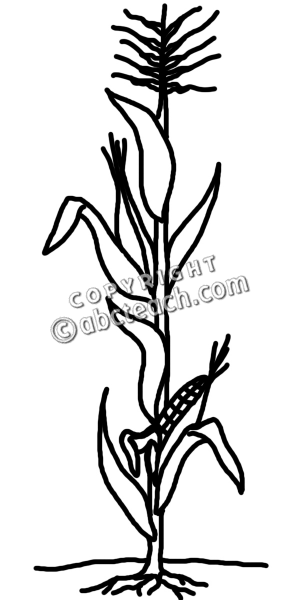 Illustration Cornstalk Black And White Clip Art Corn Stalk Food Plant