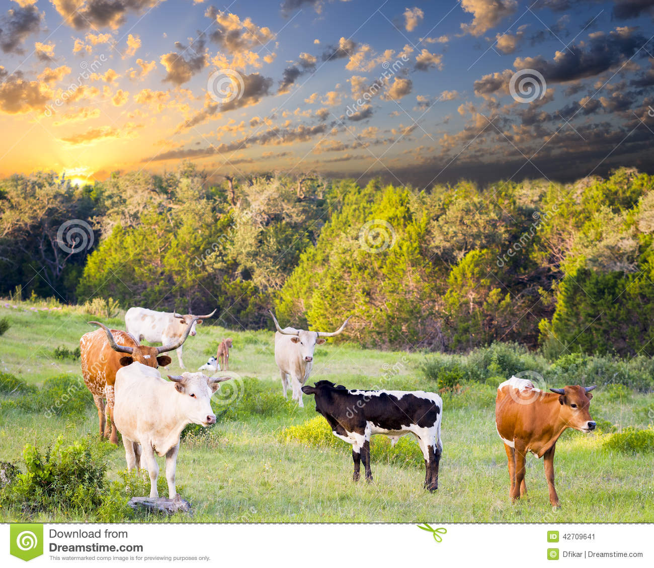 Longhorn Cows And Calves Grazing At Sunrise Stock Photo   Image