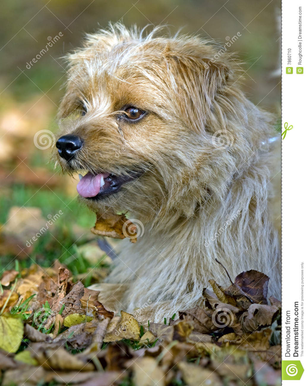     Norkolk Terrier Dog Sitting In A Pile Of Autumn Leaves In Close Up