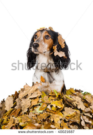 Pile Of Leaves Clipart Autumn Dog In A Pile Of Leaves