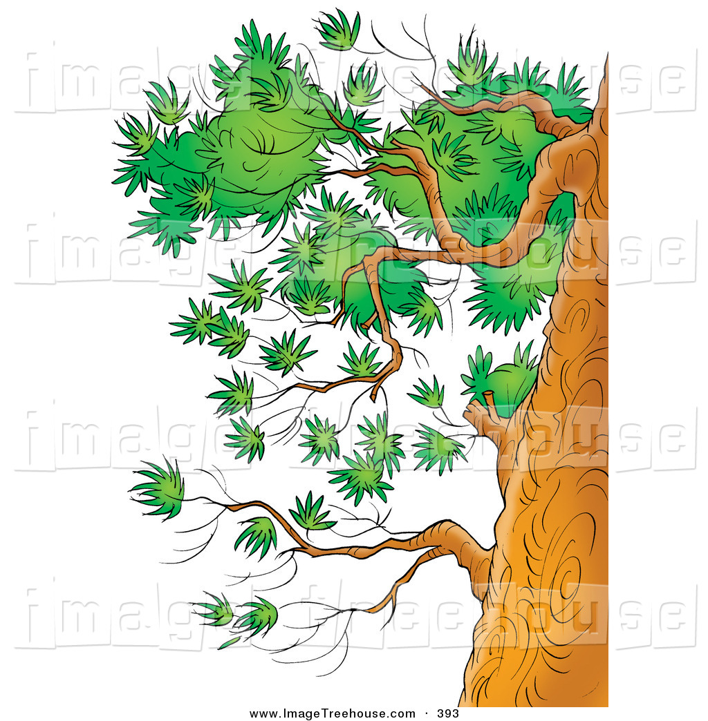Side Of A Tree On White Tree Branch And Leaves Framing The Scene Of