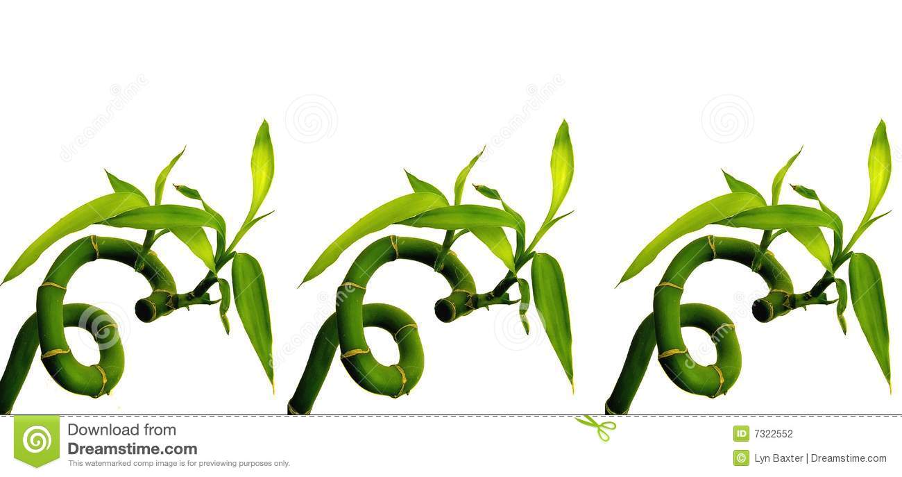 Sixes In Lucky Bamboo Stock Photography   Image  7322552