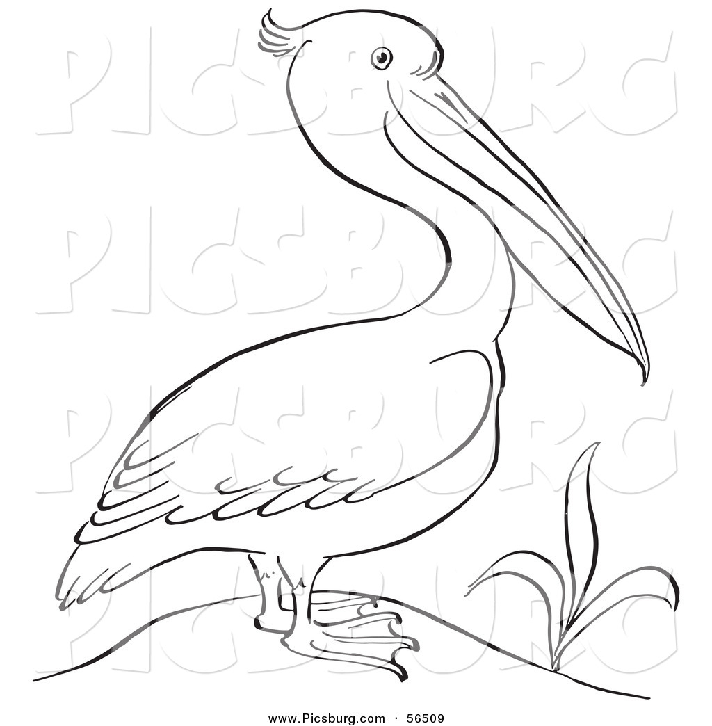 Standing Beside A Plant Black And White Line Art Wild Toucan In A Tree