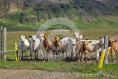 Stock Photo  Icelandic Cattle
