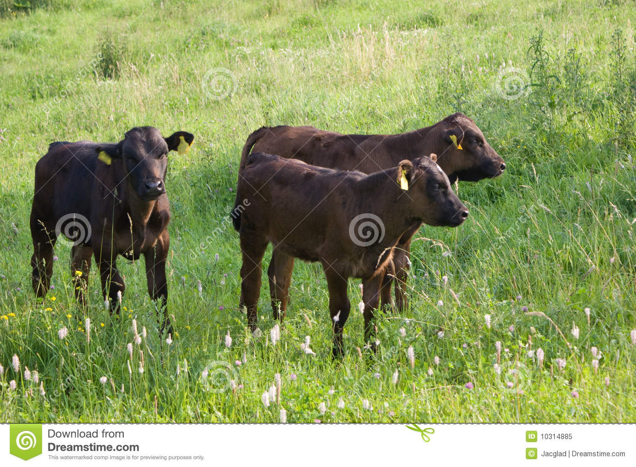Three Calves In Pasture Royalty Free Stock Photo   Image  10314885