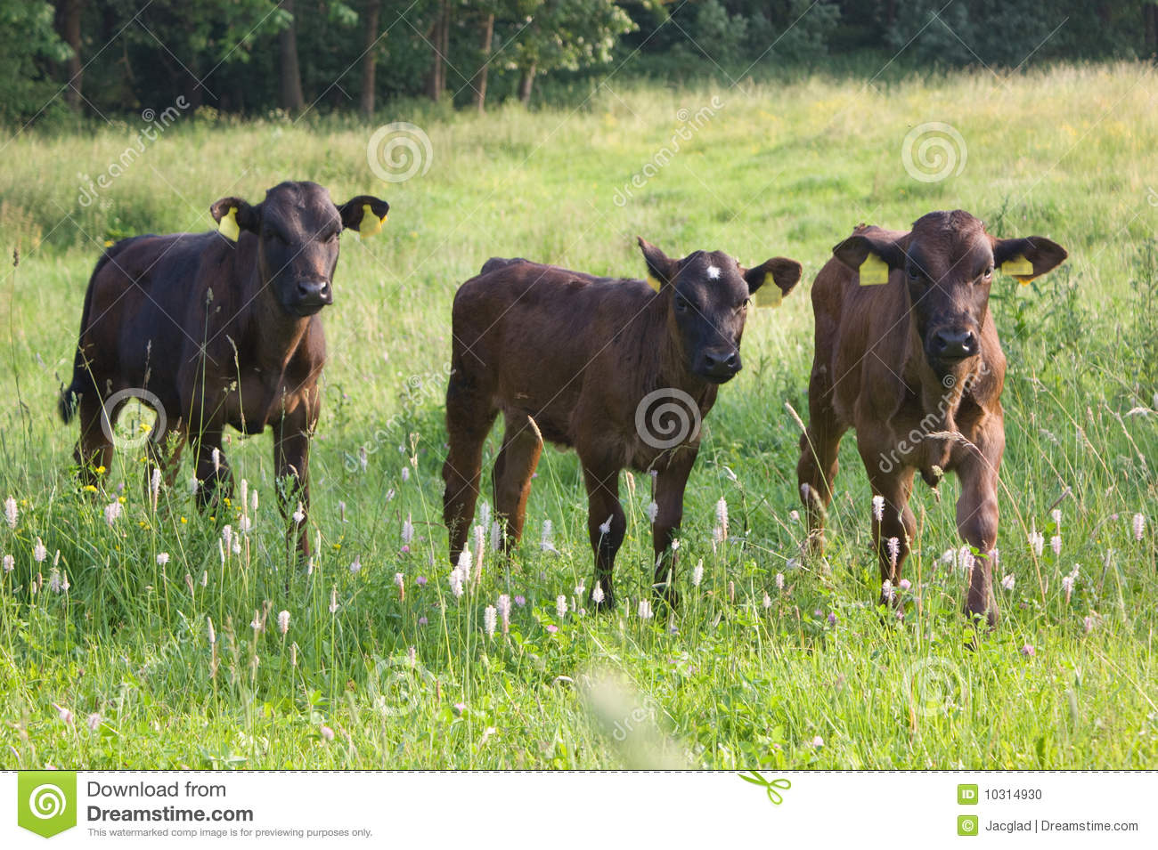 Three Calves In Pasture Stock Photo   Image  10314930