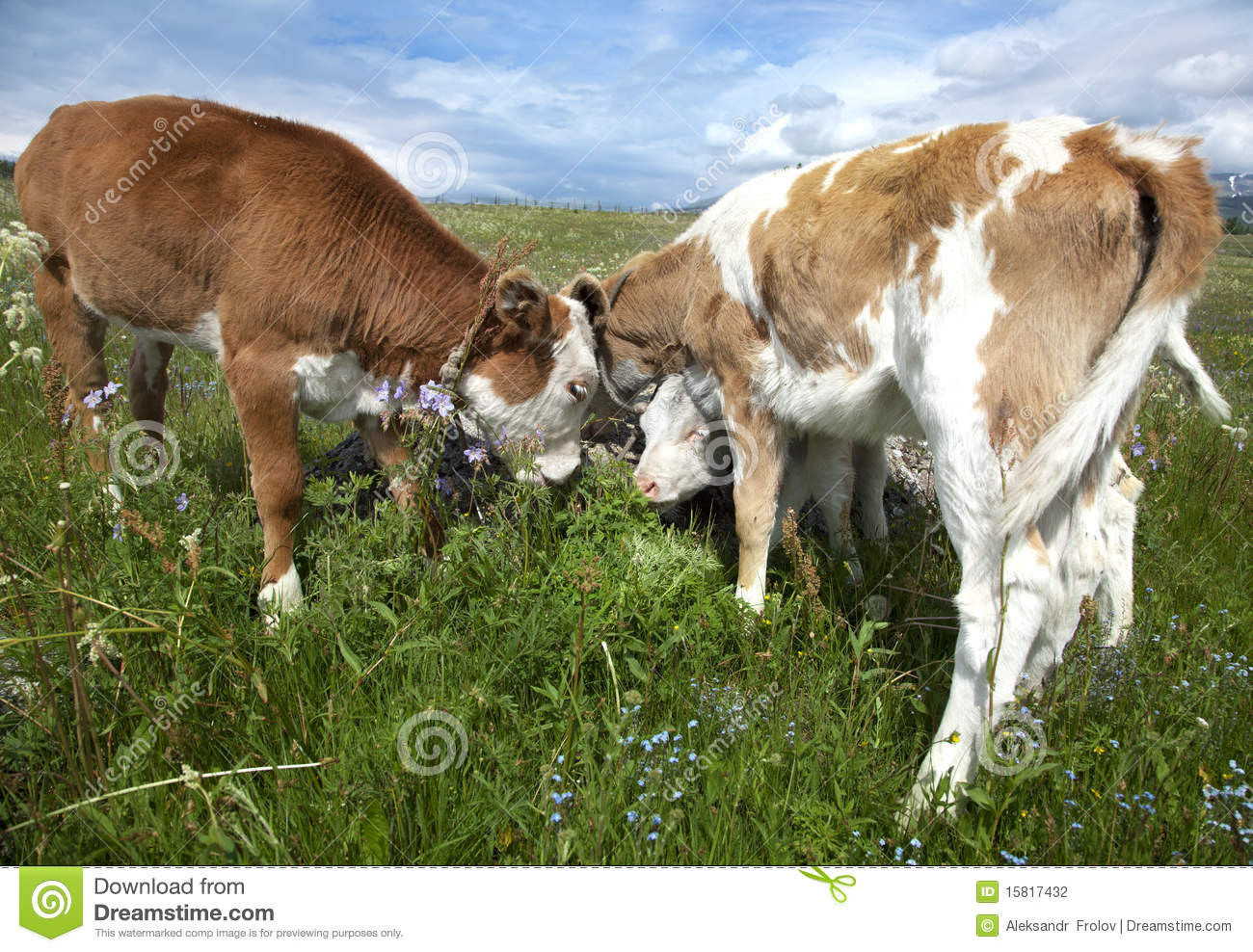 Young Calves In The Pasture With Green Grass On A Summer Day