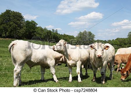 Young Charolais Bull Calves In A Lush Green Pasture Against Blue Sky