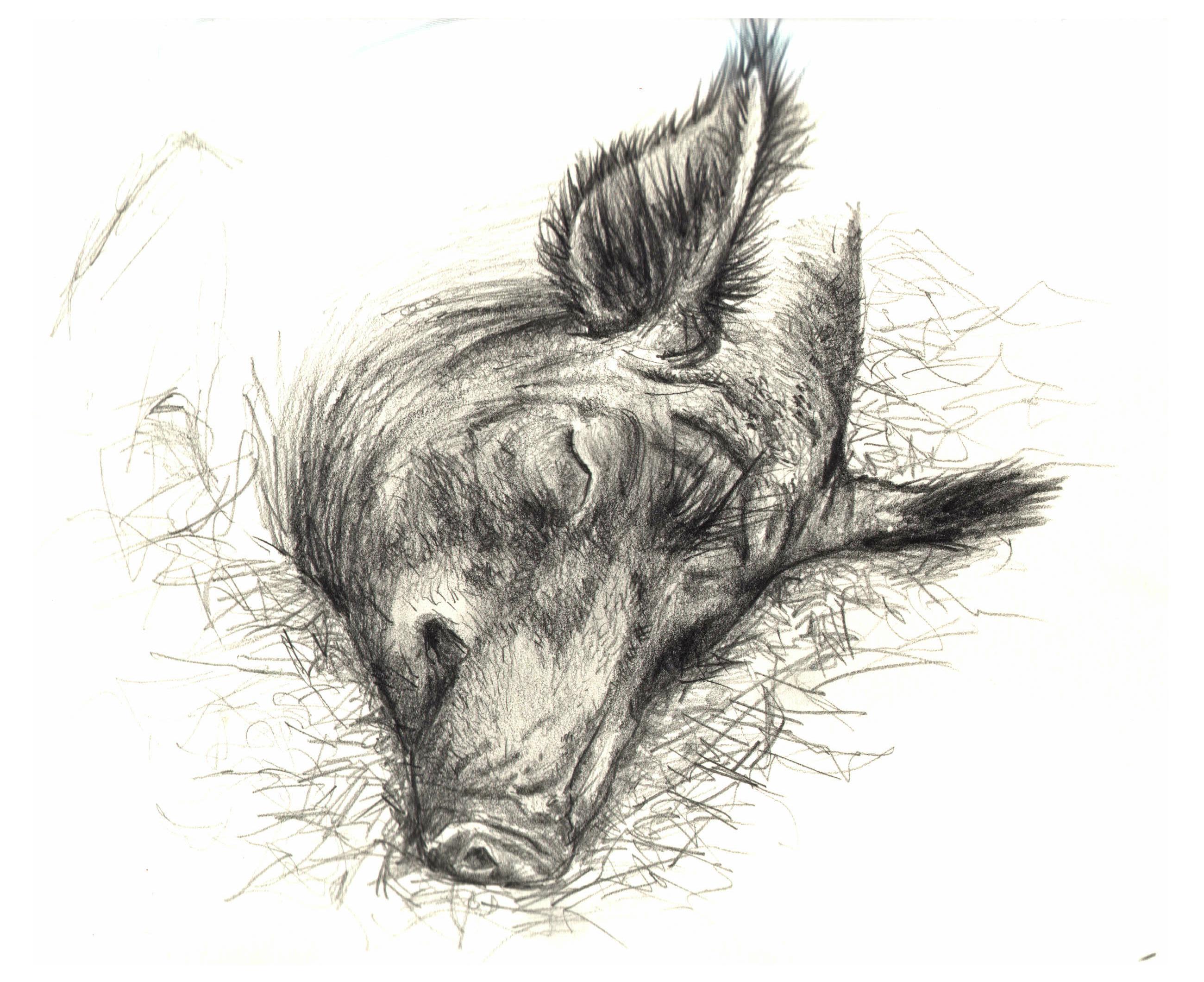 Boar Art Related Keywords   Suggestions   Boar Art Long Tail Keywords