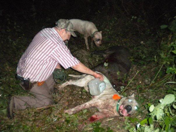 Boar Hunting Injuries From Web Hog Hunting Dog