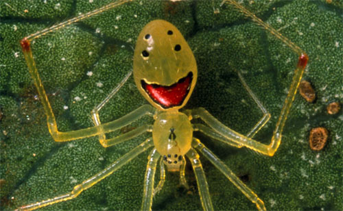 Different Headache So Here S A Spider With A Smiley Face On Its Rear