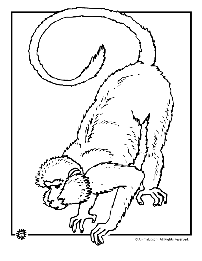 Rainforest Monkey Coloring Page