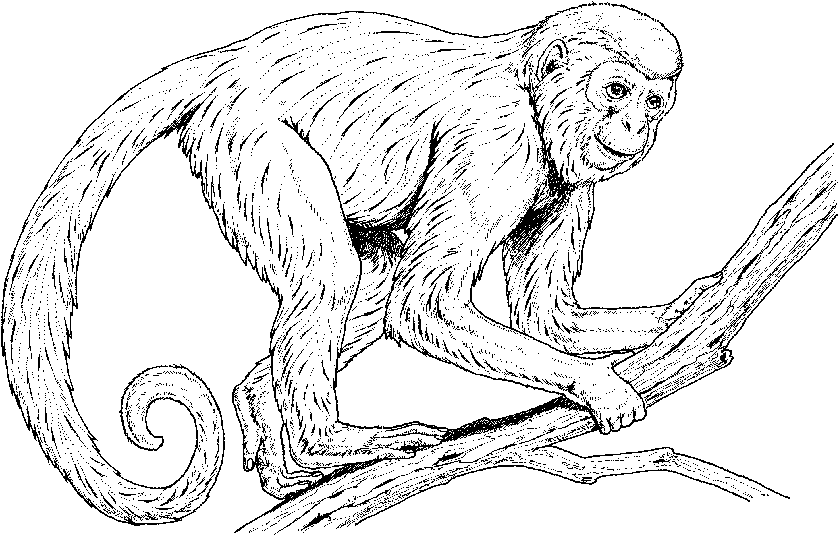 Realistic Monkey Colouring Pages