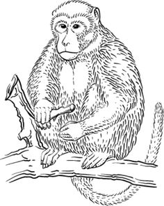 Wild Animals Coloring Pages On Pinterest   Coloring Pages For Kids
