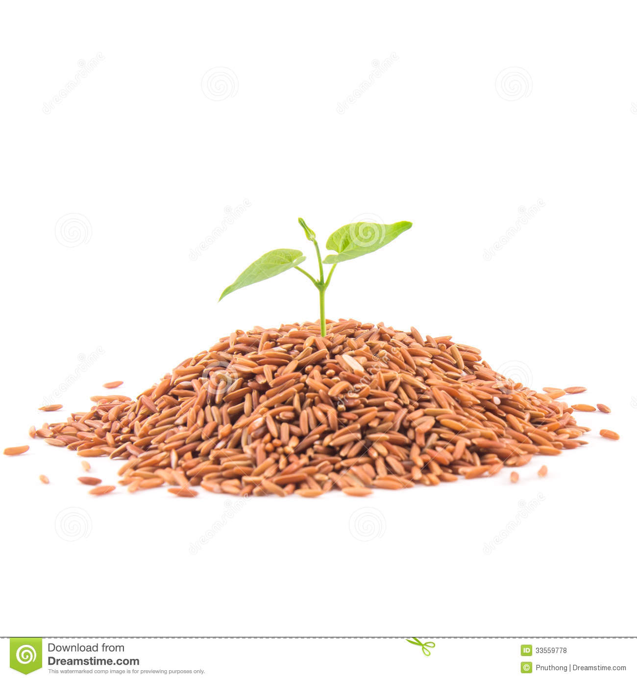 Brown Rice And Leaf On White Background Rice Thai 