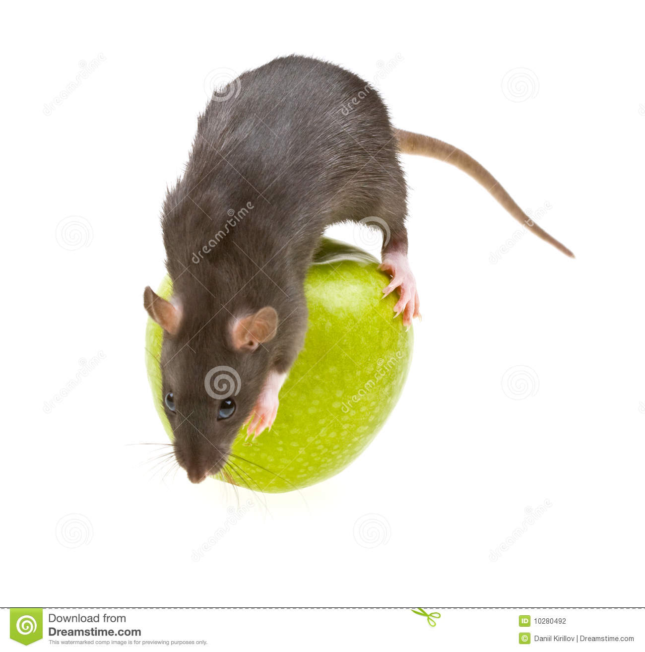 Funny Rat And Green Apple Isolated On White Stock Photography   Image    
