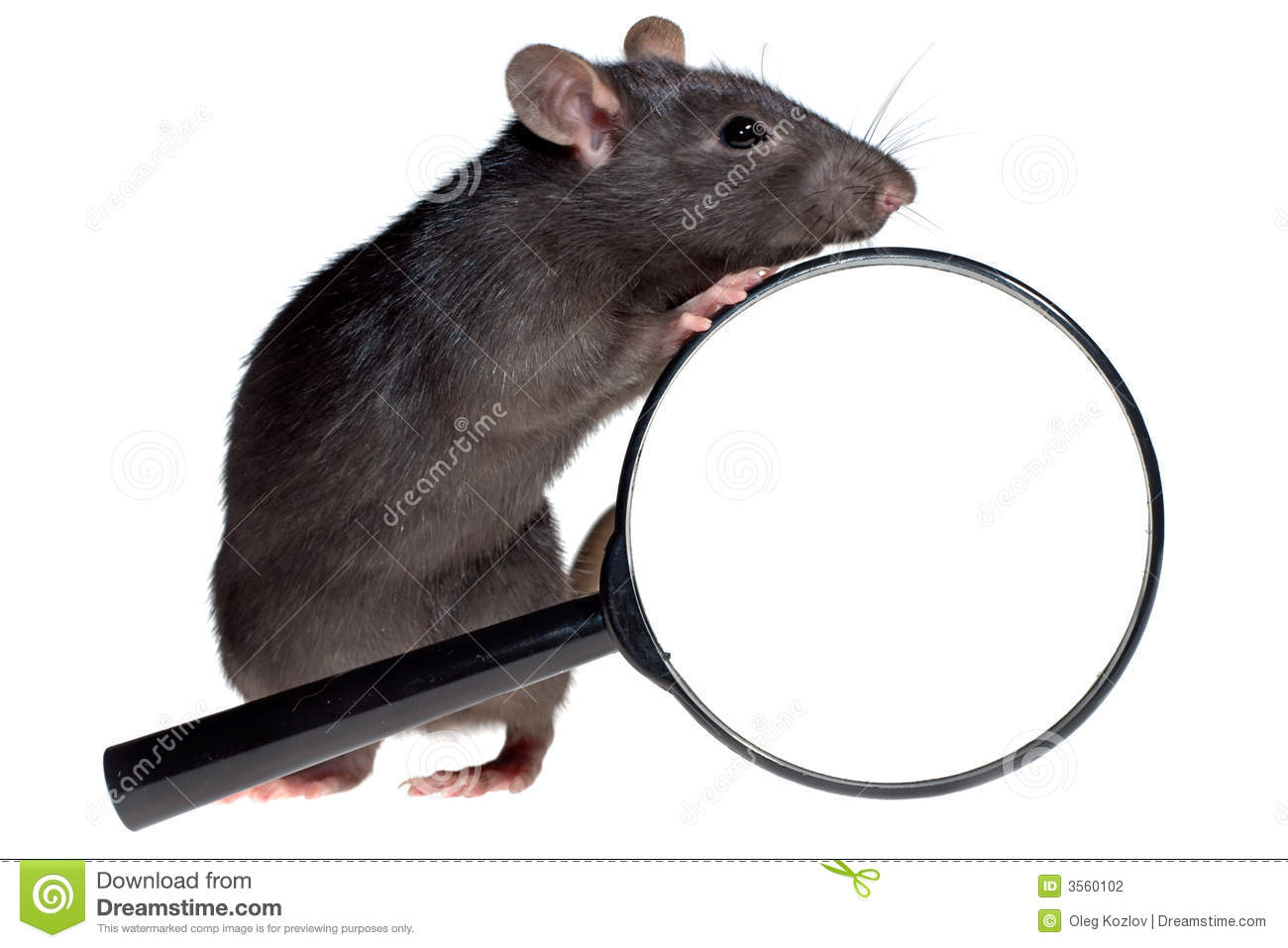 Funny Rat And Magnifying Glass Stock Photography   Image  3560102